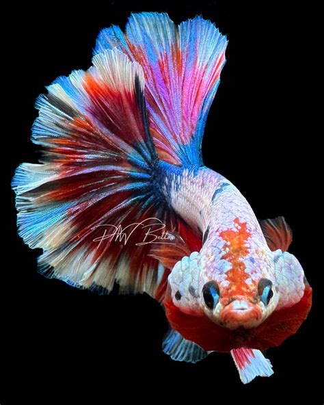 PNW Bettas.